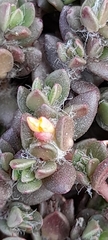 Portulaca quadrifida