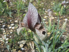 Iris acutiloba