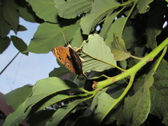 Junonia neildi varia