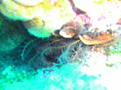 Davidaster discoideus