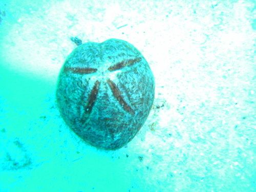 Meoma ventricosa