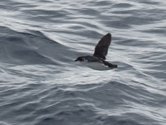 Pelecanoides georgicus