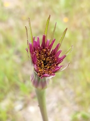 Tragopogon porrifolius