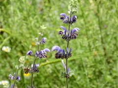 Salvia indica