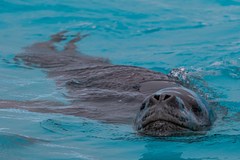 Leopard Seal photo 5