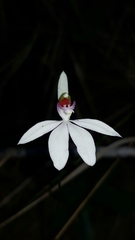 Caladenia picta