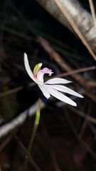 Caladenia picta