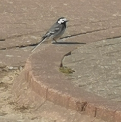 Motacilla alba