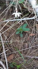 Caladenia picta