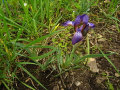 Iris alexeenkoi