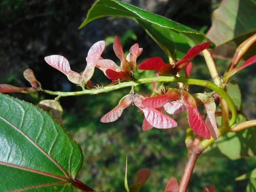 Image of Acer sikkimense by (c) Eugene Popov, some rights reserved (CC BY)