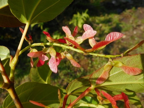Image of Acer sikkimense by (c) Eugene Popov, some rights reserved (CC BY)