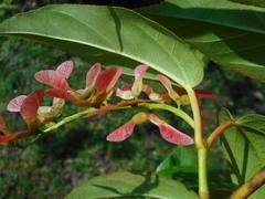 Acer sikkimense
