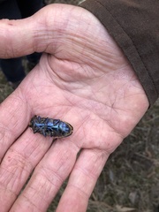 Temognatha suturalis