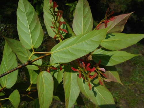 Image of Acer sikkimense by (c) Eugene Popov, some rights reserved (CC BY)