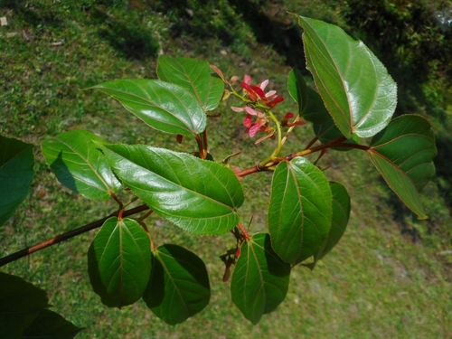 Image of Acer sikkimense by (c) Eugene Popov, some rights reserved (CC BY)