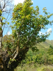 Acer sikkimense