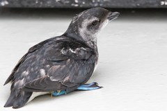 Pelecanoides georgicus