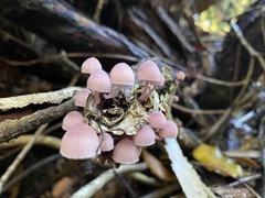 Mycena clarkeana