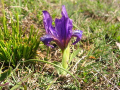 Iris furcata
