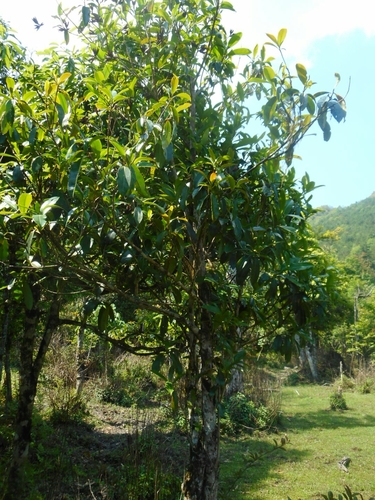 Camellia taliensis (Camellia taliensis)
