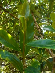 (c) Eugene Popov, some rights reserved (CC BY) Camellia taliensis, photograph (c) Eugene Popov, some rights reserved (CC BY)