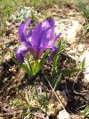 Iris furcata