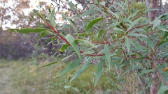 Hakea salicifolia