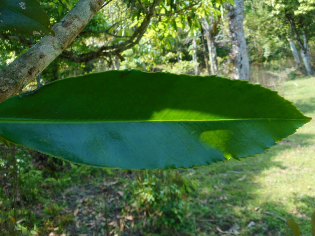 Camellia taliensis; photograph (c) Eugene Popov, some rights reserved (CC BY)