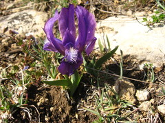 Iris furcata