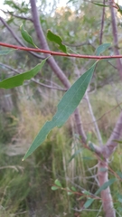 Hakea salicifolia