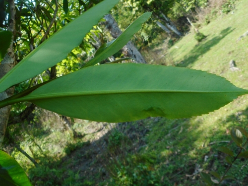 Camellia taliensis, photograph 3