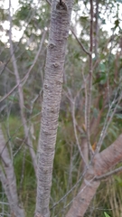Hakea salicifolia