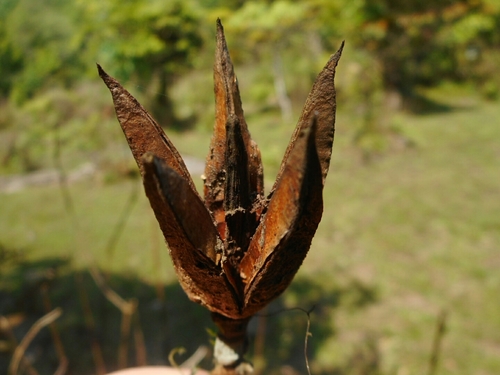 Camellia taliensis, photograph 5