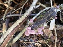 Mycena clarkeana