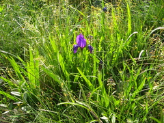Iris furcata