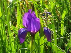Iris furcata