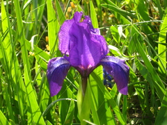 Iris furcata