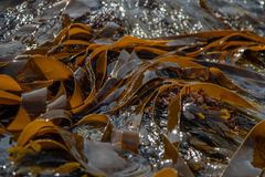 Laminaria digitata