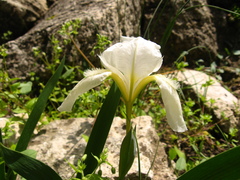 Iris furcata