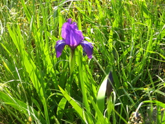 Iris furcata