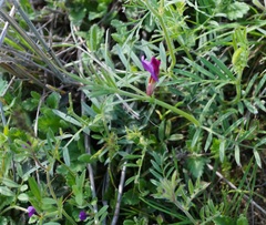 Vicia sativa amphicarpa