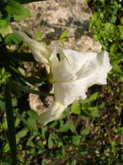 Iris furcata