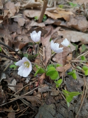 Oxalis acetosella