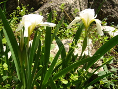 Iris furcata