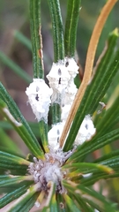 Ceronema banksiae