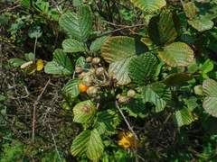 Rubus ellipticus