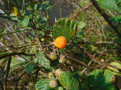 Rubus ellipticus