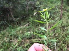 Pimelea neoanglica