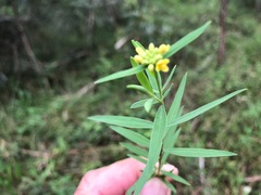 Pimelea neoanglica